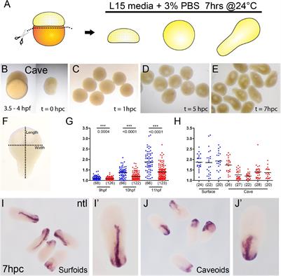 Pescoids and Chimeras to Probe Early Evo-Devo in the Fish Astyanax mexicanus